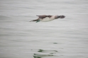 091 Blue-footed booby 09